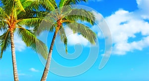 Palm tree, blue sky and tropical holiday for adventure in Maldives or summer, vacation or outdoor. Plants, environment