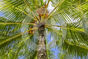 Palm tree on a blue sky, tropical island background. Travel holiday island nature card. Palm tree leaf on sky background