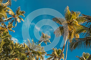 Palm tree and blue sky. Tropical paradise postcard