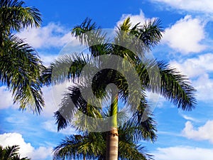 Palm tree with blue vivid sky