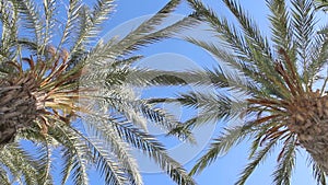 Palm tree from bottom view.