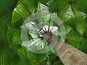 Palm tree bottom view - leaves