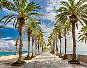 palm tree boulevard background
