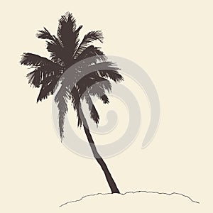 Palm Tree Bounty Vintage Engraving Vector Sketch photo