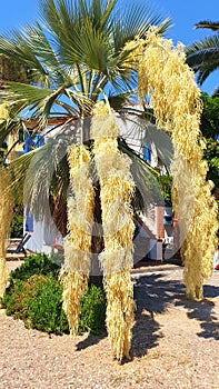 Palm tree brahea armata blooms with yellow flowers