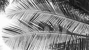 Palm tree branch against the light