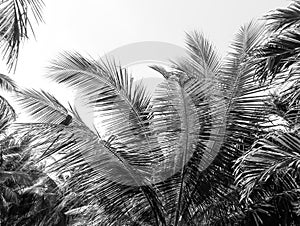 Palm tree branch against the light