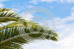 Palm tree branch on a blue sky background. Palm sunday, christian, summer, tropic, exotic, jungle, season concept