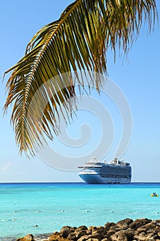 Palm Tree Branch in the Caribbean