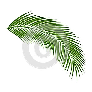 Palm tree branch isolated on a white background.