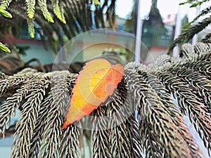 palm tree branch keeping A red and Orange Leaf