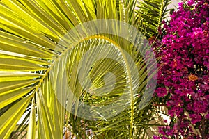 Palm tree branch and red bougainvillea flowers