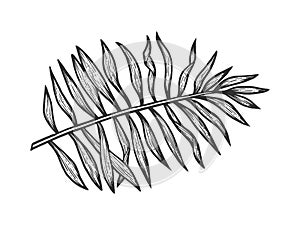 Palm tree branch sketch vector illustration