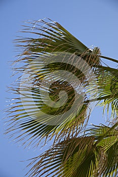 Palm tree branches against the blue sky