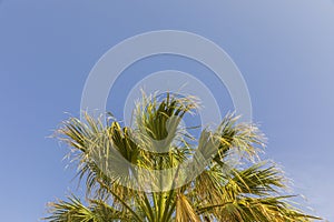 Palm tree branches against the blue sky