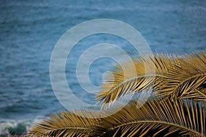 Palm tree branches background with blue sky and blue ocean copy space. Tropical summer backdrop