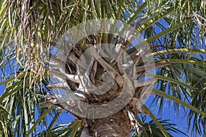 Palm tree branches from below