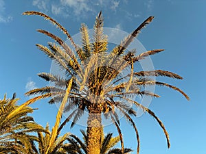 The palm tree branches in the golden sunset light on a blue sky background