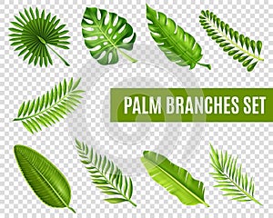 Palm Tree Branches Set