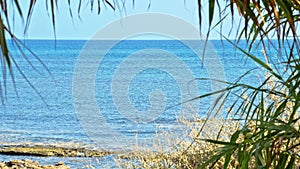 Palm tree branches trembling on stormy wind against seascape