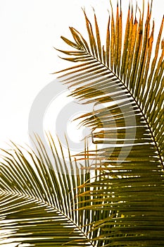 Palm tree in Brazil