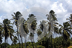 Palm tree brazil tropical beach photo