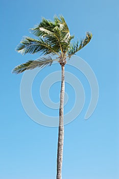 Palm tree with breeze photo