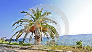 Palm tree on bright blue ocean horizon