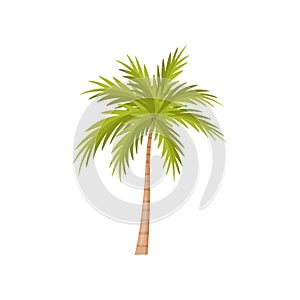 Palm tree with bright green leaves. Natural landscape element. Plant of wild Bali jungle. Flat vector design