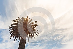 Palm tree with bright sun shining and blue sky