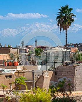 Palm tree and buildings of the city of Marrakesh in the foreground, and the Atlas Mountains in the background. Contrasts of the