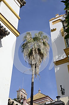 Palm tree between buildings in Seville