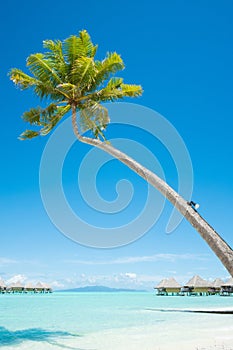 Palm tree with bungalows over water in Bora Bora photo
