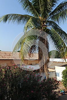 Palm tree, Burkina Faso