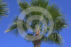 Palm tree California against blue sky background