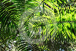 Palm Tree Canopy