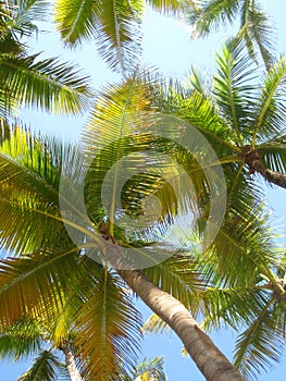 PALM TREE CANOPY