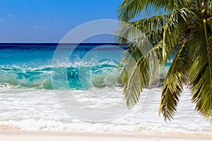 Palm tree in carebbean coast