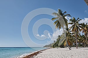 Palm tree on the Caribbean beach