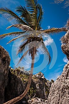 Palm tree on a Caribbean beach in Tulum Mexico