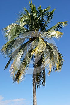 Palm Tree, Caribbean photo