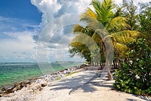 Palm tree on the Caribbean Sea, Florida