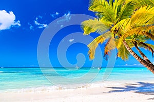 Palm tree on the caribbean tropical beach. Saona Island, Dominican Republic. Vacation travel background