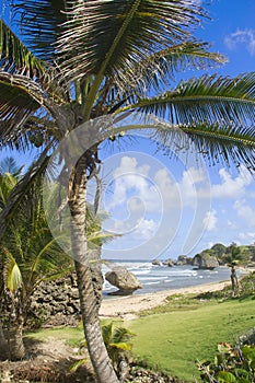 Palm Tree at Cattlewash