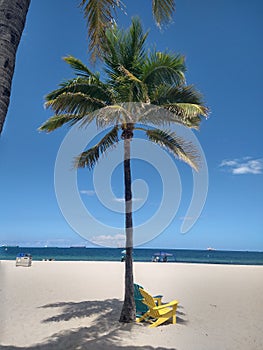 Palm Tree And Chairs on Las Olas Beach