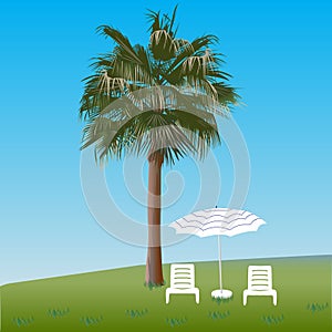 Palm tree and chaise lounges