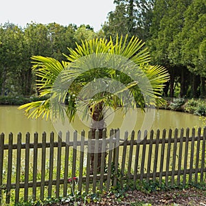 Palm tree chamaerops excelsa in the country