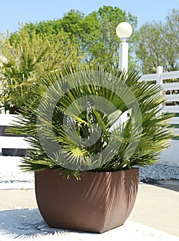 Palm tree chamaerops humilis vulcano in container photo