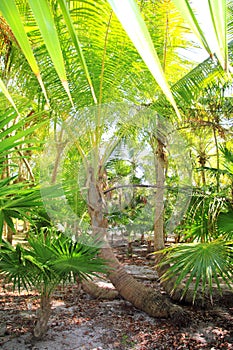 Palm tree and chit jungle on caribbean beach area photo