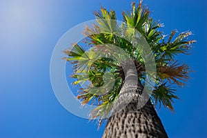 Palm tree on clear blue sky background,